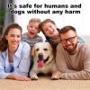 Dog Barking Control Training with LED Flashlight